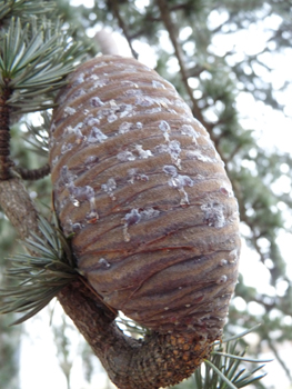 Fruit (cône femelle) en forme d'œuf. Agrandir dans une nouvelle fenêtre (ou onglet)